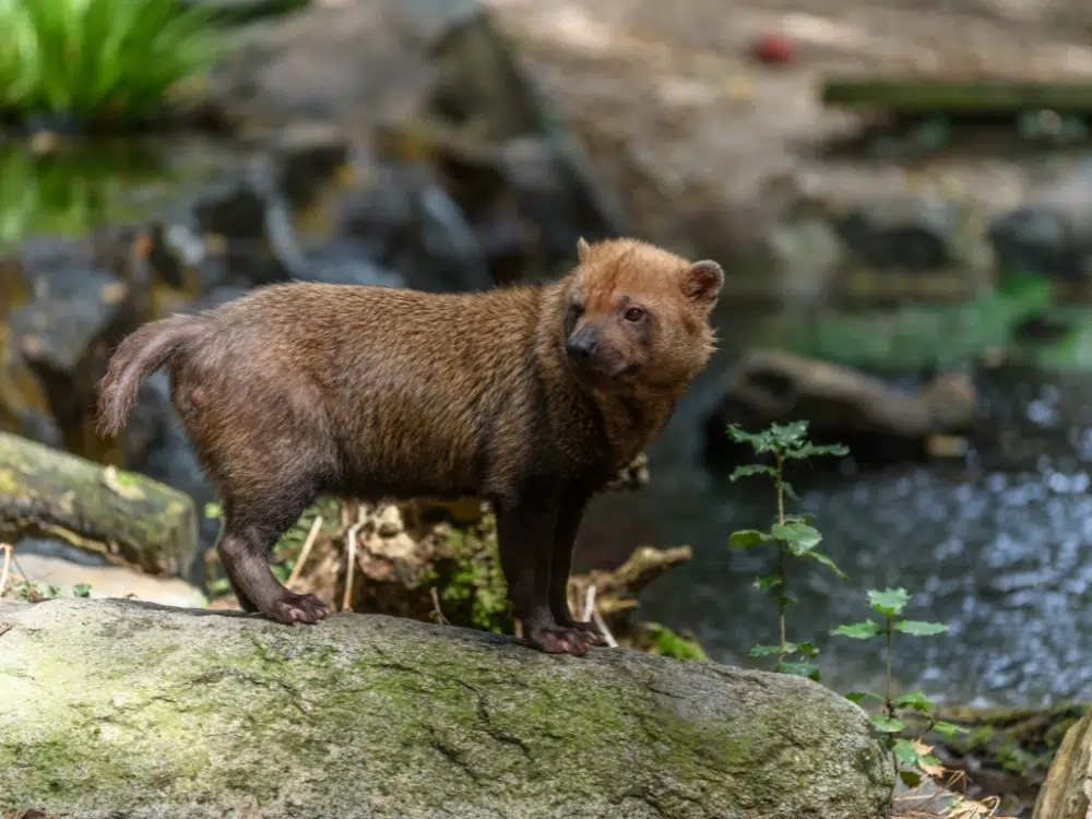 zoo des sables dolonne