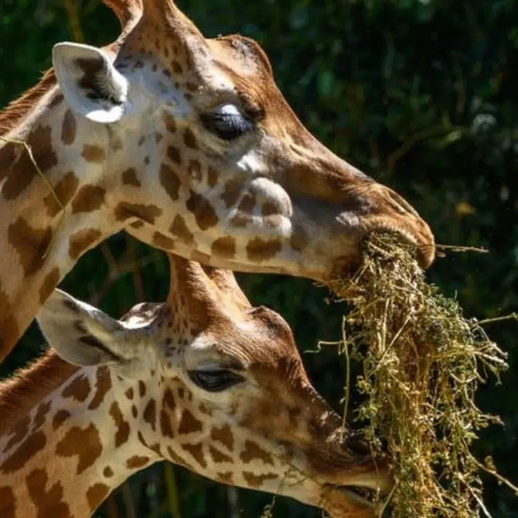 camping in vendee zoo
